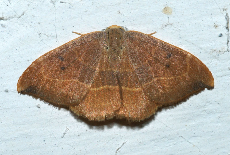 Conferma Drepanidae - Watsonalla cf. binaria